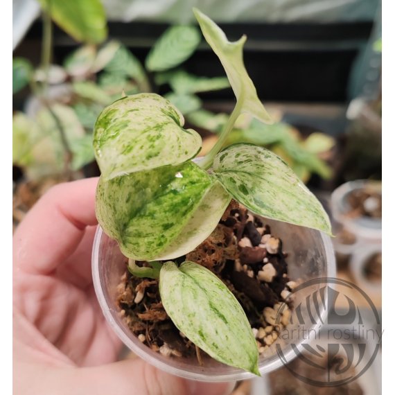 Scindapsu Jade Satin Marble