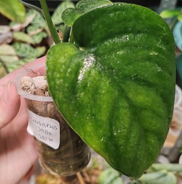 Scindapsus Jade Satin ŘÍZEK