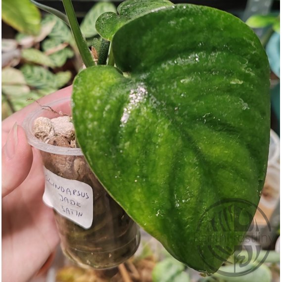 Scindapsus Jade Satin