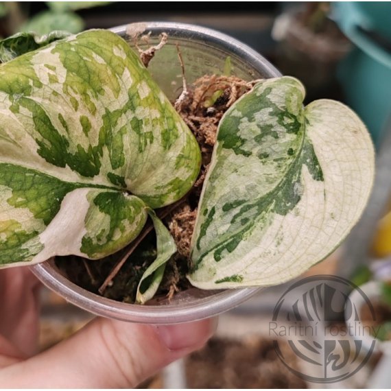 Scindapsus Mayari Variegated