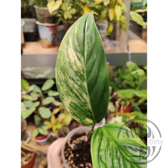 Scindapsus Longistipitatus Variegated