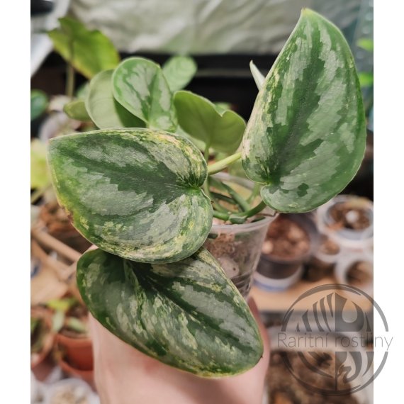 Scindapsus Silver Knight