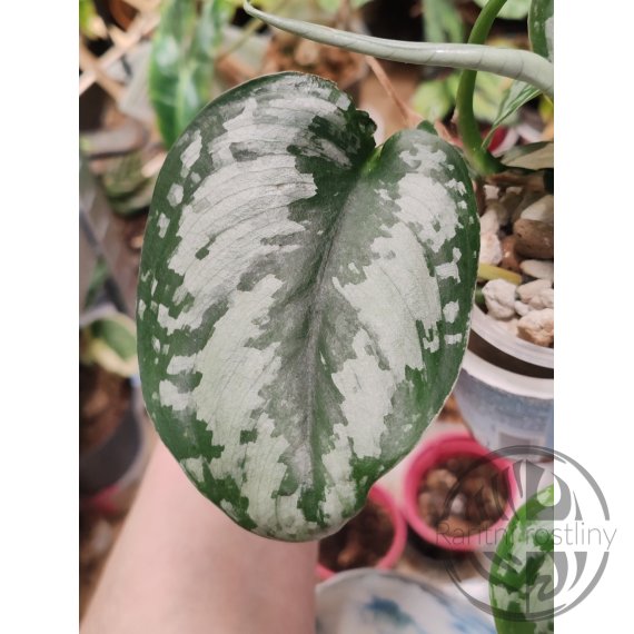 Scindapsus Silvery Princess