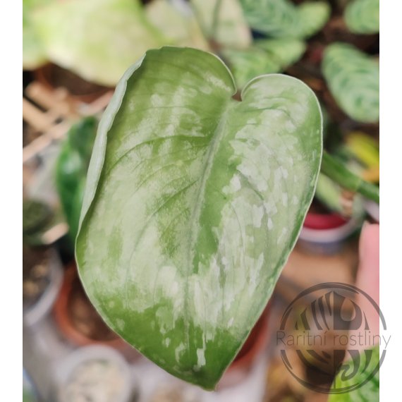 Scindapsus Silver Splash