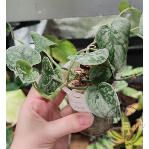 Scindapsus Silvery Ann