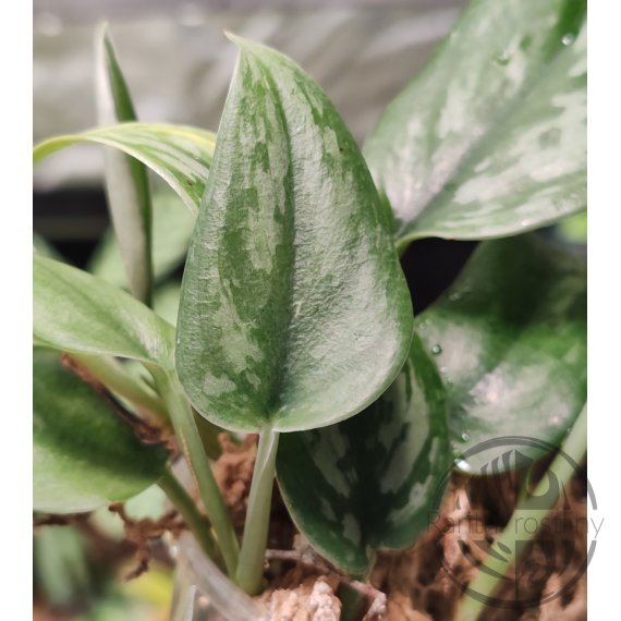 Scindapsus Tombak/spear řízek