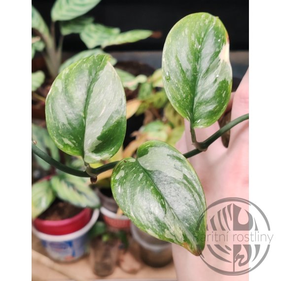 Scindapsus Treubii Galaxy