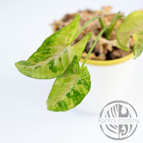 Syngonium Confetti Tricolor