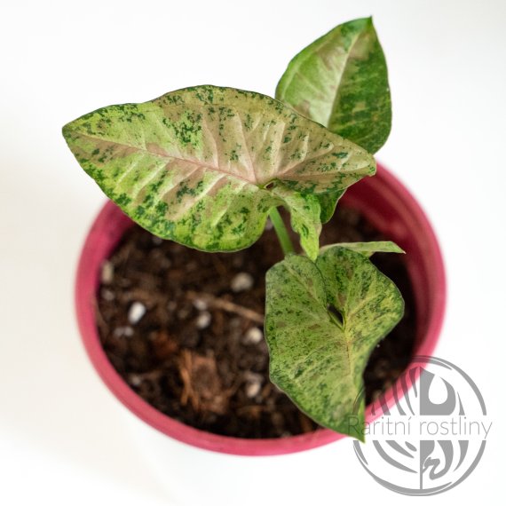 Syngonium Confetti Tricolor