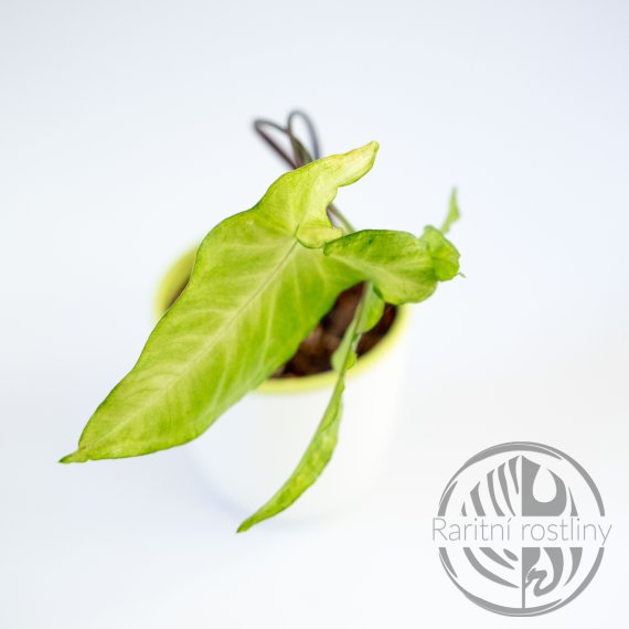 Syngonium Angustatum Marble Panther