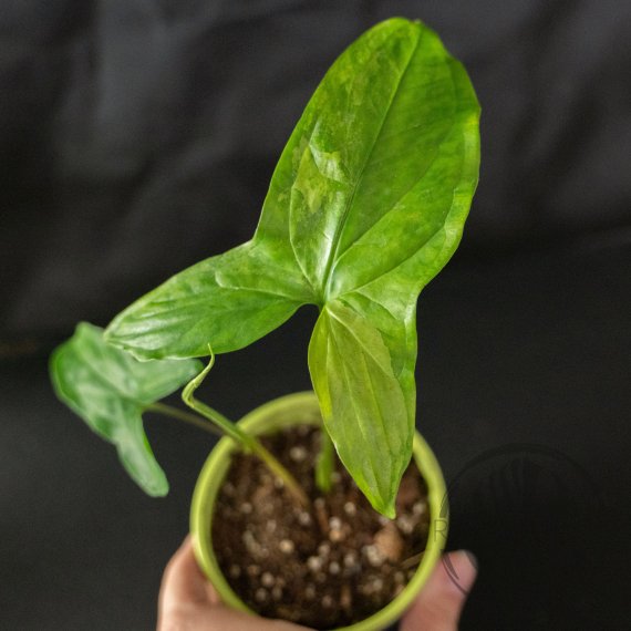 Syngonium Green on Green