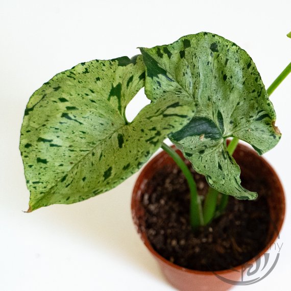 Syngonium Grey ghost / Green Splash