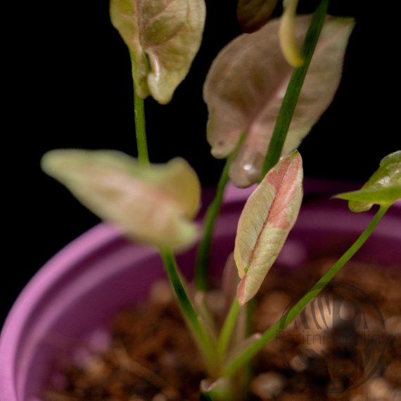 Syngonium Jade Unicorn