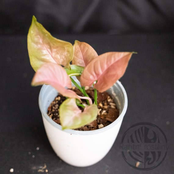 Syngonium Jade Unicorn