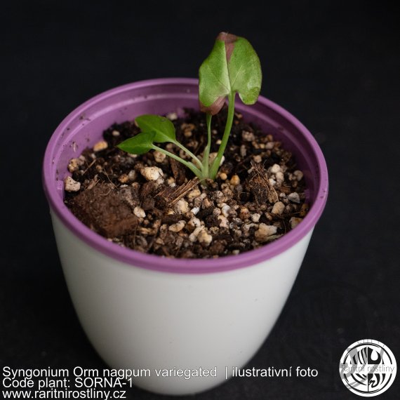 Syngonium Orm nagpum variegated 