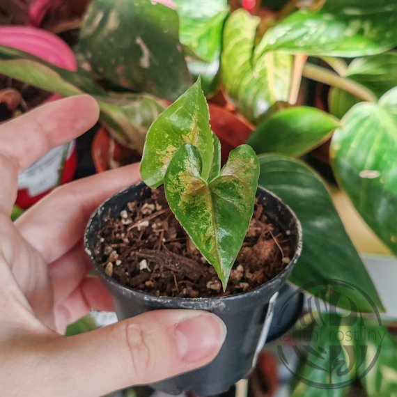 Syngonium Ormsub Lava