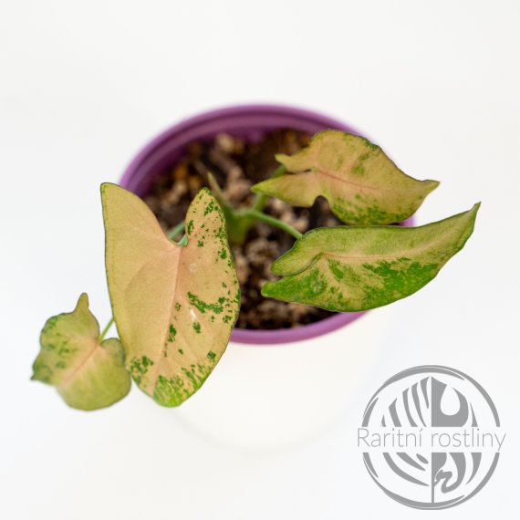 Syngonium Pink Flackled