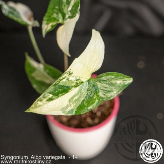 Syngonium podophyllum Albo variegata