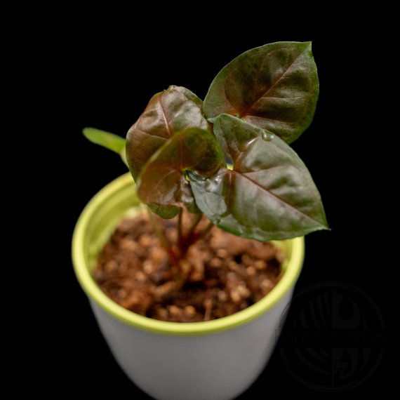 Syngonium podophyllum Brocante