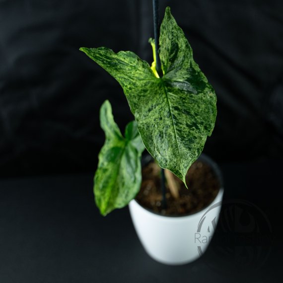 Syngonium podophyllum Mojito
