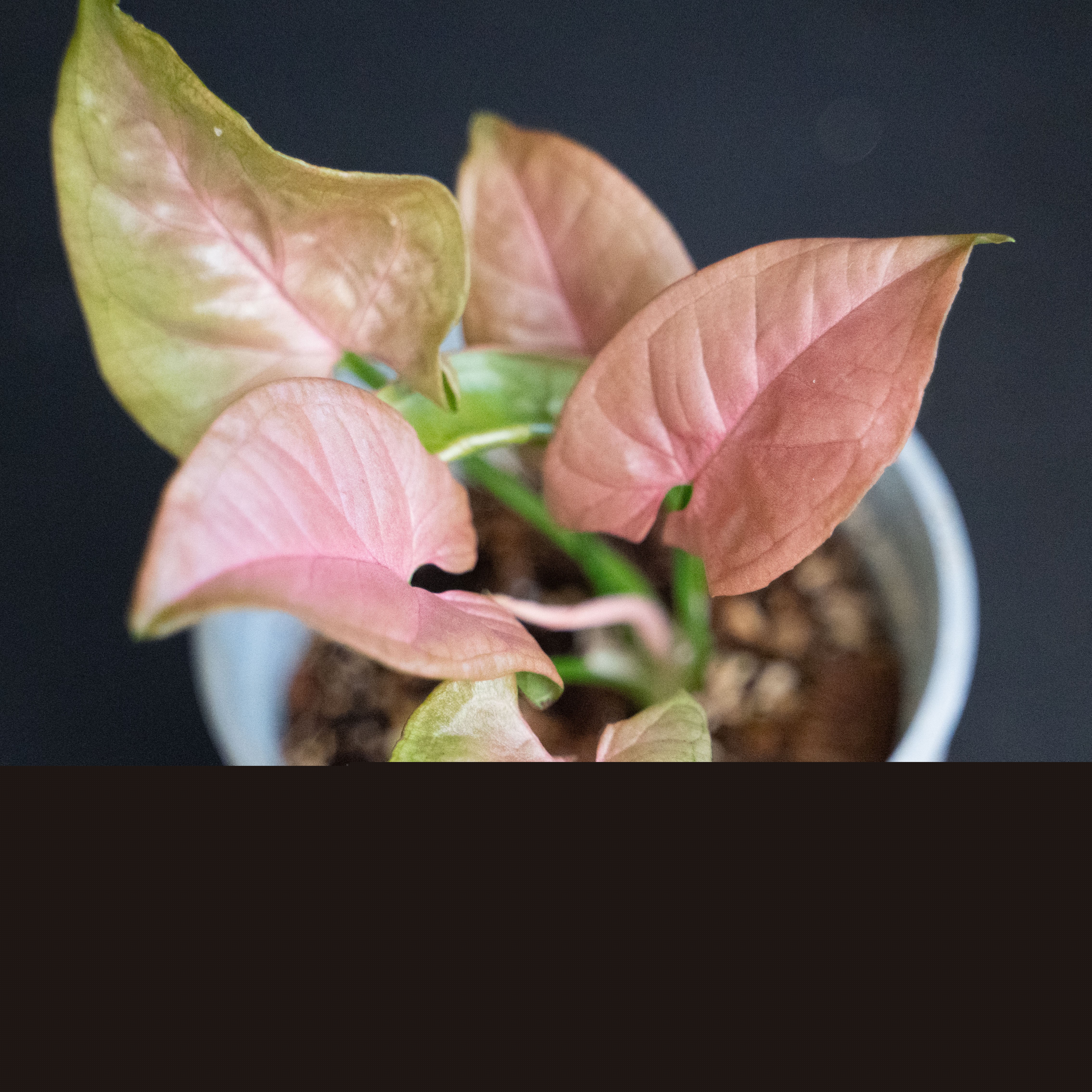 Syngonium podophyllum Neon Pink ŘÍZEK
