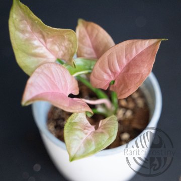 Syngonium podophyllum Neon Pink ŘÍZEK