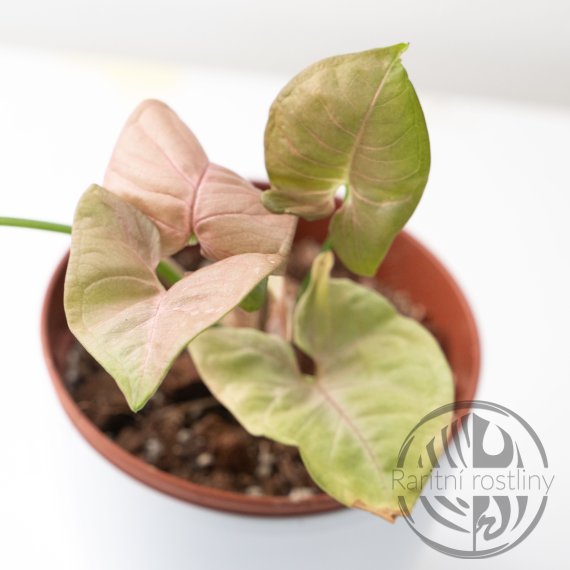 Syngonium podophyllum Neon Pink