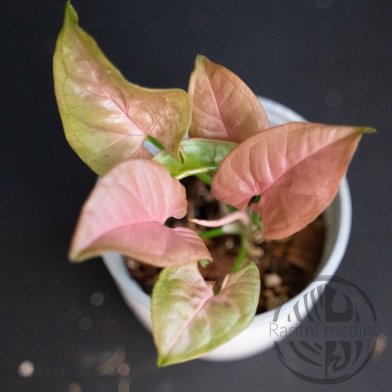 Syngonium podophyllum Neon Pink