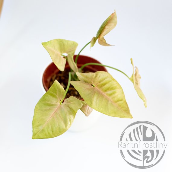 Syngonium podophyllum Neon Pink