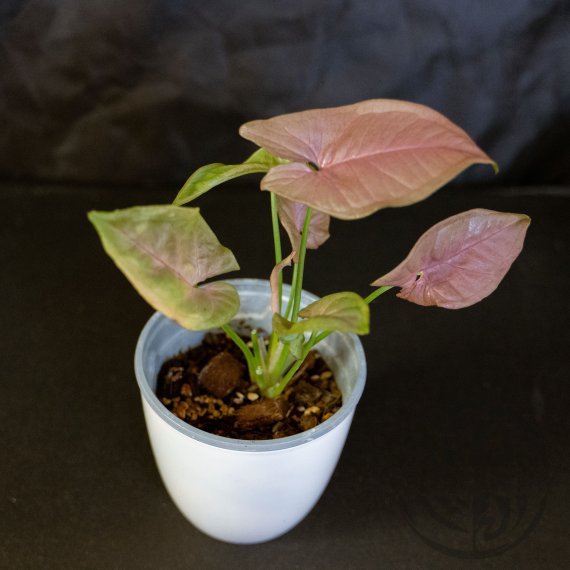 Syngonium podophyllum Neon Pink