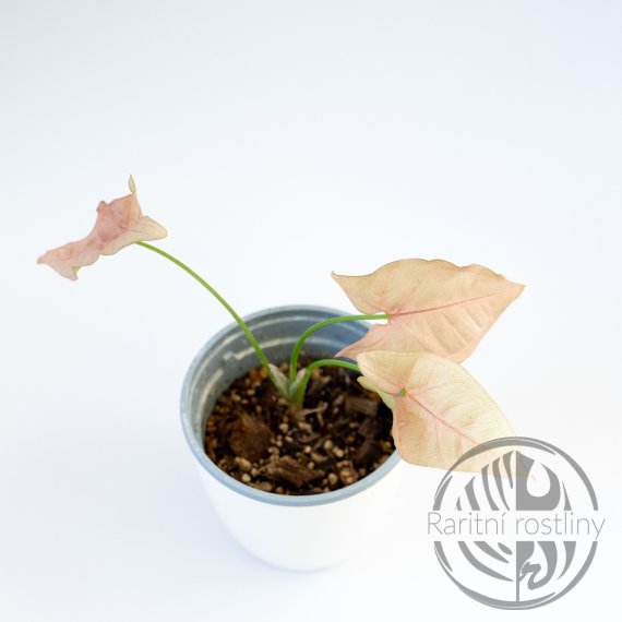 Syngonium podophyllum Neon Pink