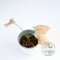 Syngonium podophyllum Neon Pink