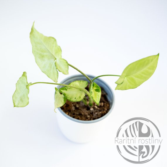 Syngonium podophyllum Pixie