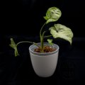 Syngonium podophyllum Pixie