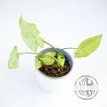 Syngonium podophyllum Pixie
