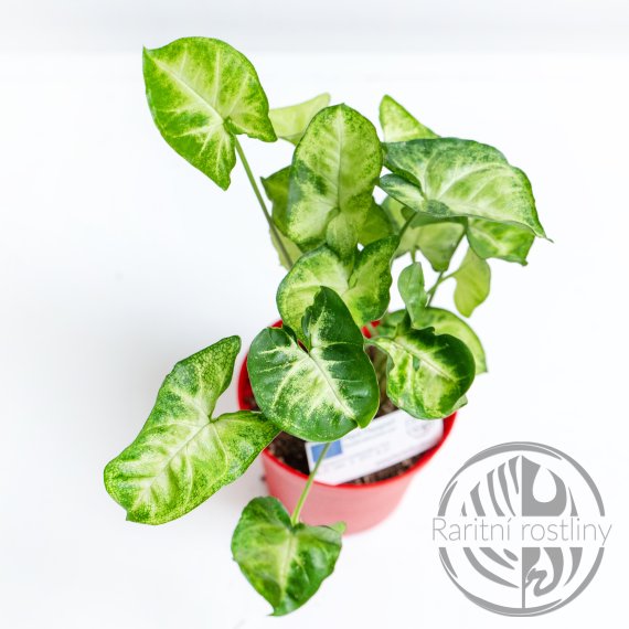 Syngonium podophyllum Pixie