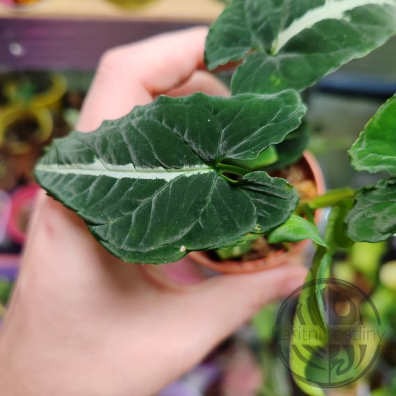 ŘÍZEK čerstvý Syngonium Wendlandii 