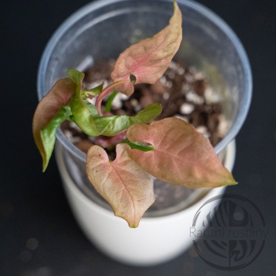 Syngonium Red Feather