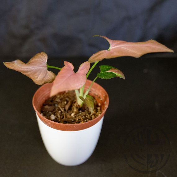 Syngonium Red Spot Tricolor