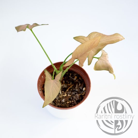 Syngonium Red Spot Tricolor revert