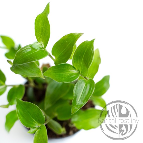 Tradescantia Green hill