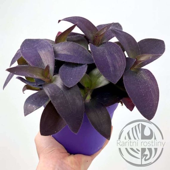 Tradescantia Pallida řízek