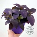Tradescantia Pallida řízek