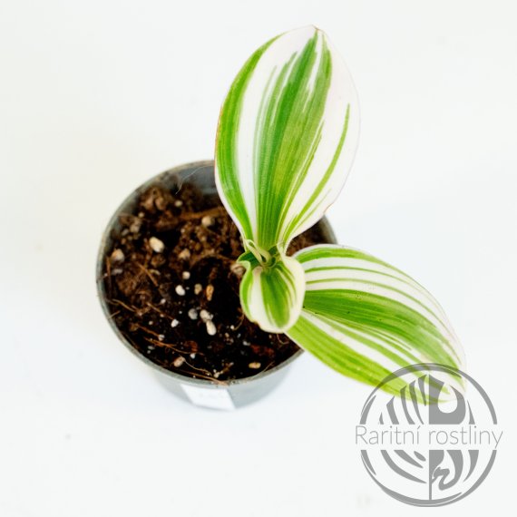 Tradescantia - White Nanouk