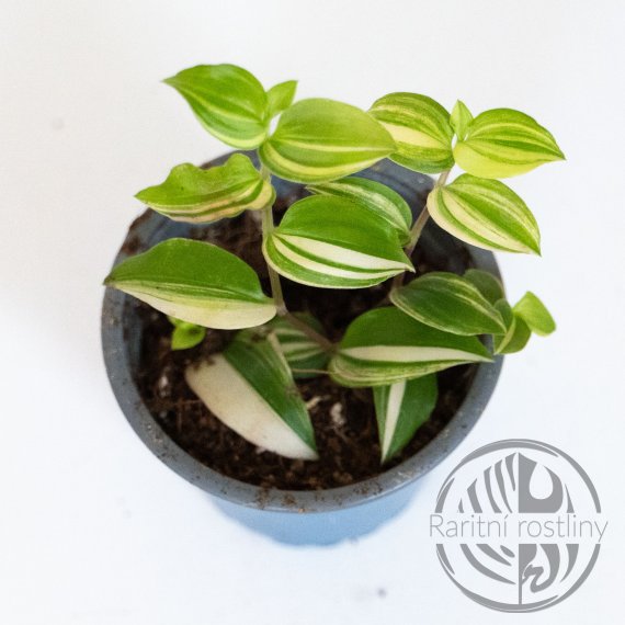 Tradescantia Yellow Hill