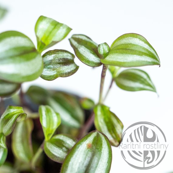 Tradescantia Zebrina