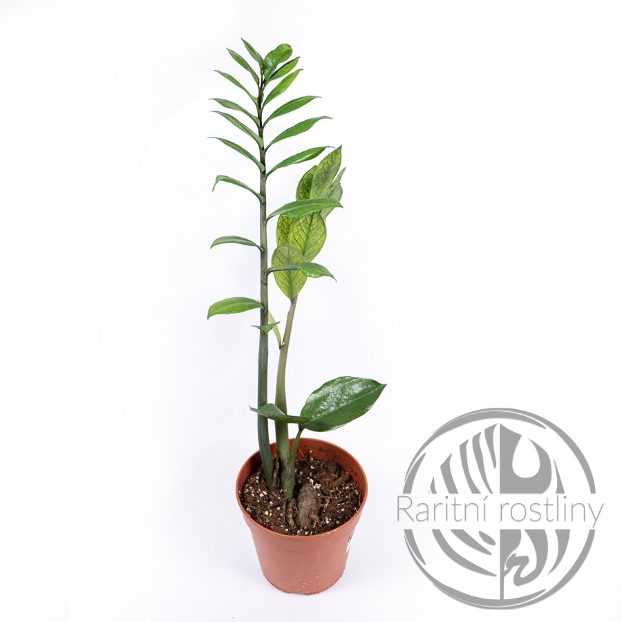 Zamioculcas Chameleon