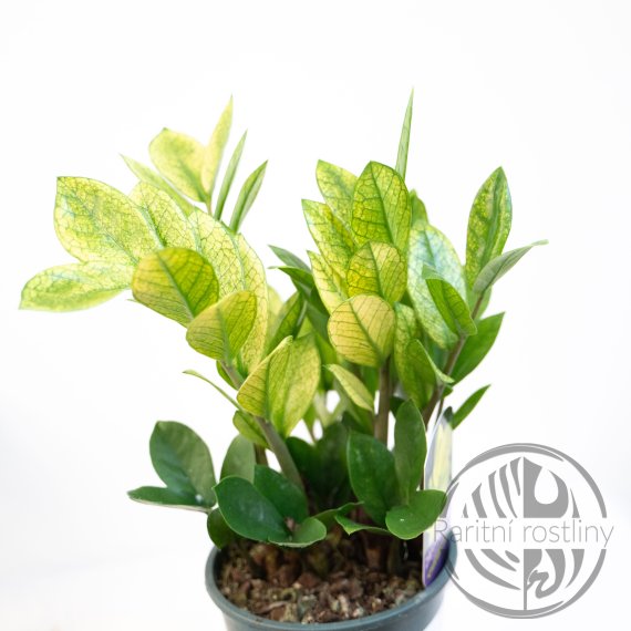 Zamioculcas Chameleon