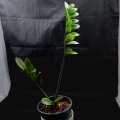 Zamioculcas Chameleon