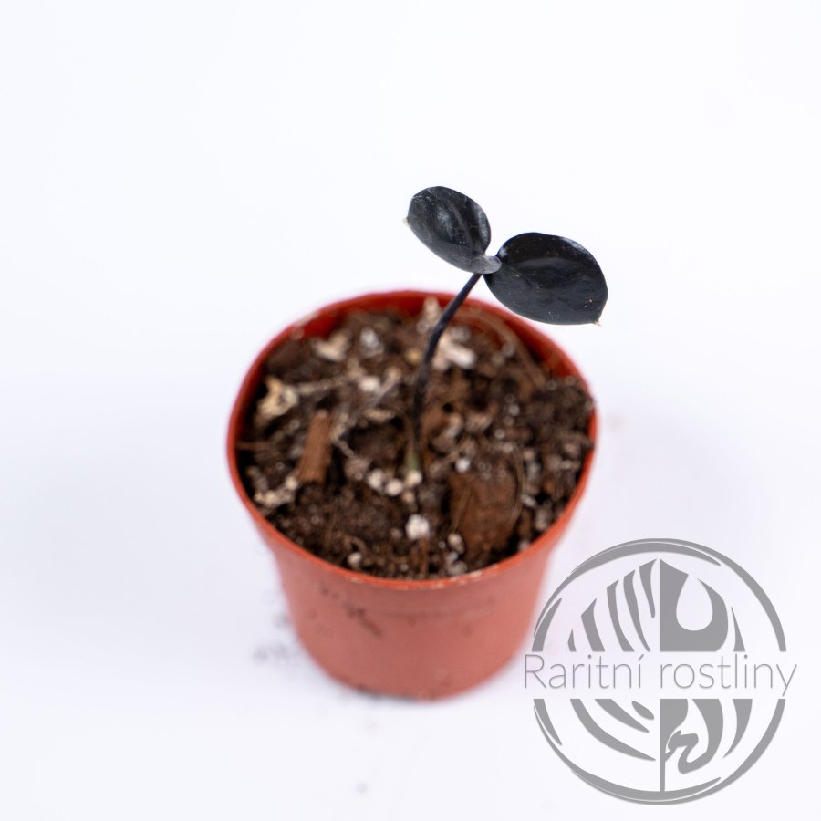 Zamioculcas Raven Black